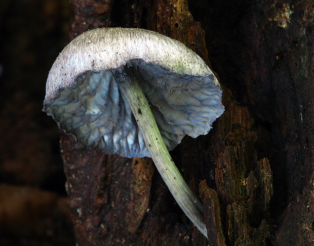 hodvábnica fialovomodrá Entoloma euchroum (Pers.) Donk