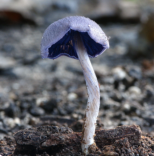 hodvábnica fialovomodrá Entoloma euchroum (Pers.) Donk