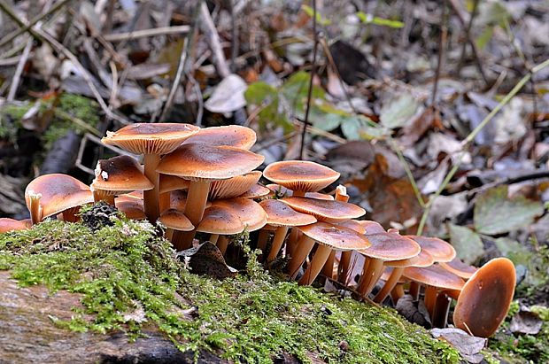 plamienka Flammulina sp.