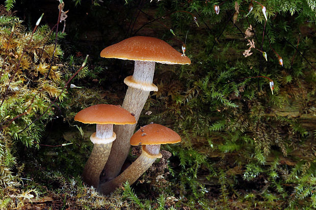 kapucňovka okrovohnedastá Galerina marginata (Batsch) Kühner