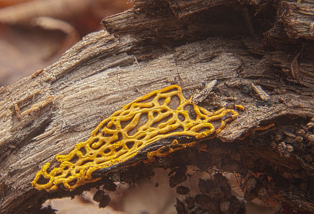 slizovka Hemitrichia serpula (Scop.) Rostaf.