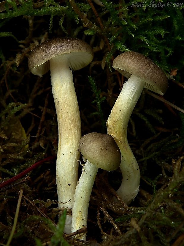 šťavnačka mrazová Hygrophorus hypothejus (Fr.) Fr.