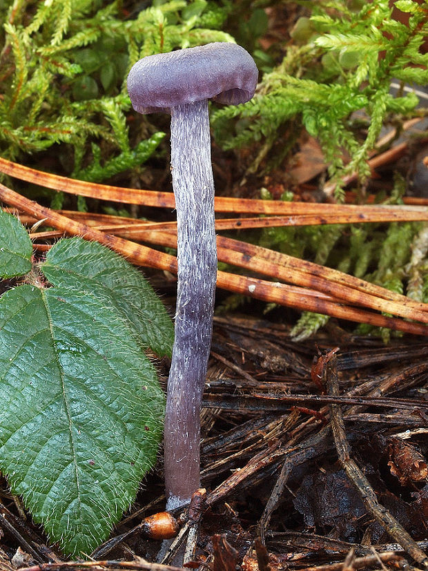 lakovka ametystová Laccaria amethystina (Huds.) Cooke