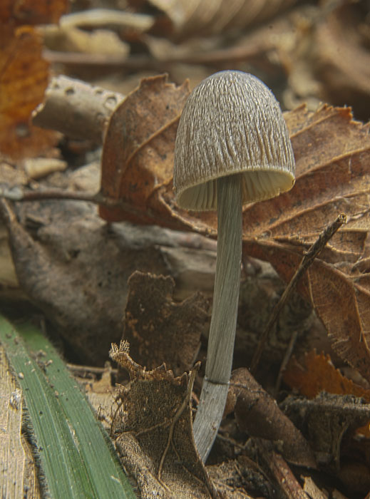 prilbička ryhovaná Mycena polygramma (Bull.) Gray