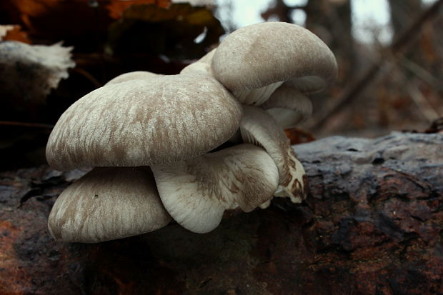 hliva ustricovitá Pleurotus ostreatus (Jacq.) P. Kumm.