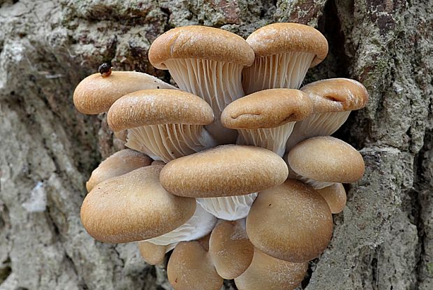 hliva ustricovitá Pleurotus ostreatus (Jacq.) P. Kumm.