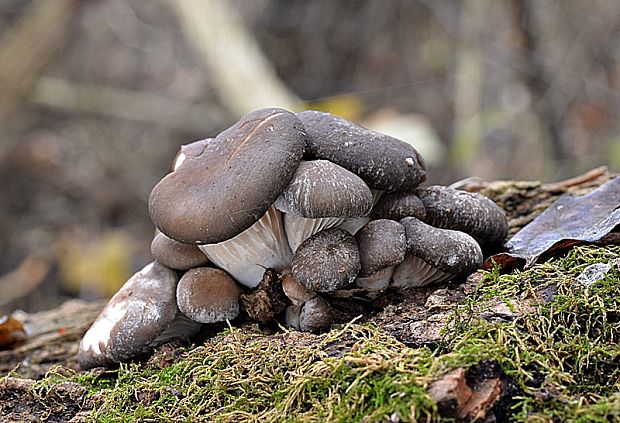 hliva ustricovitá Pleurotus ostreatus (Jacq.) P. Kumm.