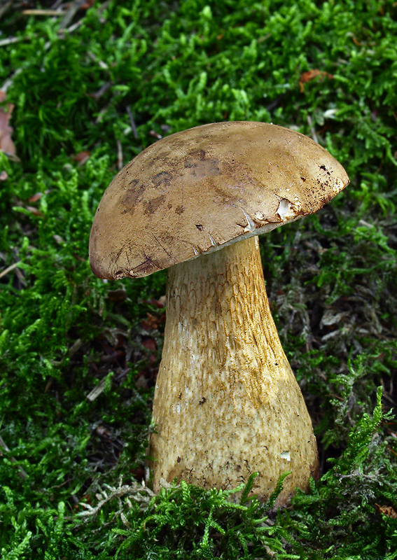 podhríb žlčový Tylopilus felleus (Bull.) P. Karst.