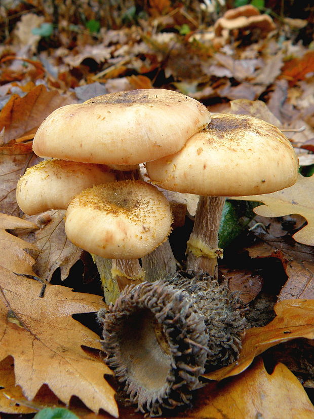 podpňovka Armillaria sp.