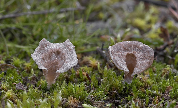 rebrovička lopatkovitá Arrhenia spathulata (Fr.) Redhead