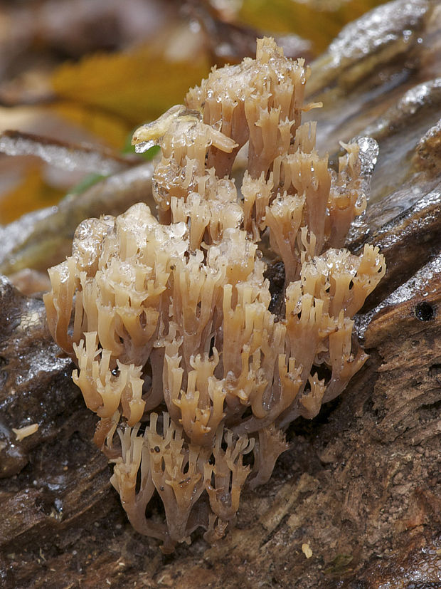 korunovec svietnikovitý Artomyces pyxidatus (Pers.) Jülich