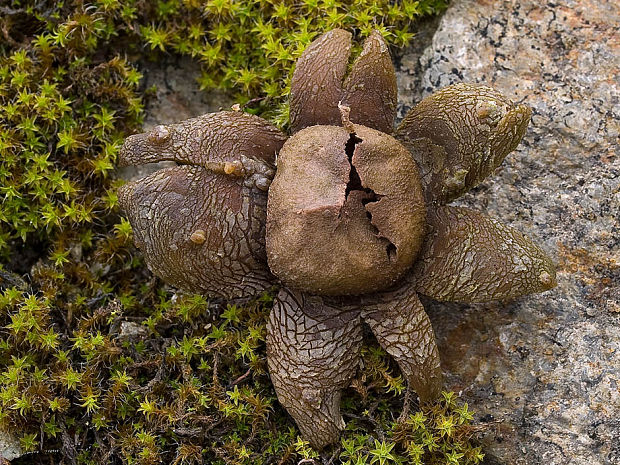 hviezdovec vlahojavný Astraeus hygrometricus (Pers.) Morgan