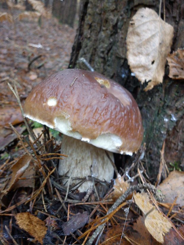 hríb  Boletus sp.