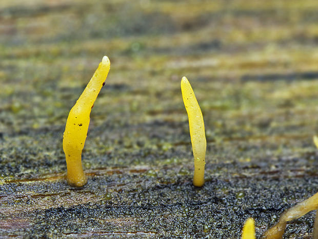 parôžkovec malý Calocera cf. cornea (Fr.) Loud.