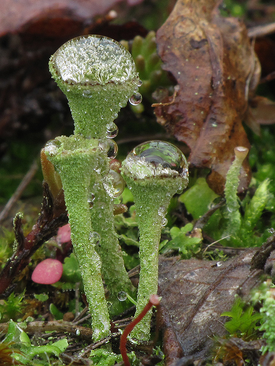 dutohlávka Cladonia sp.