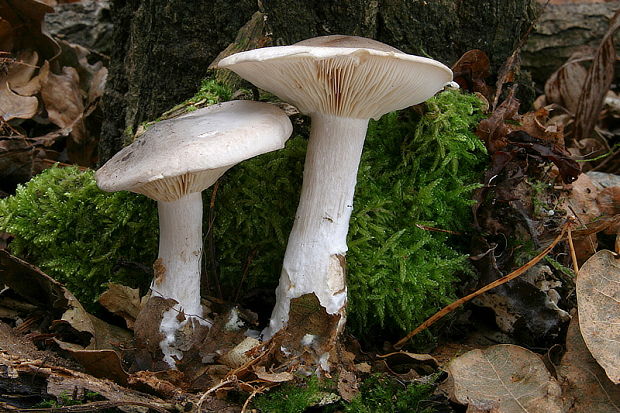 strmuľka inovaťová Clitocybe nebularis (Batsch) P. Kumm.