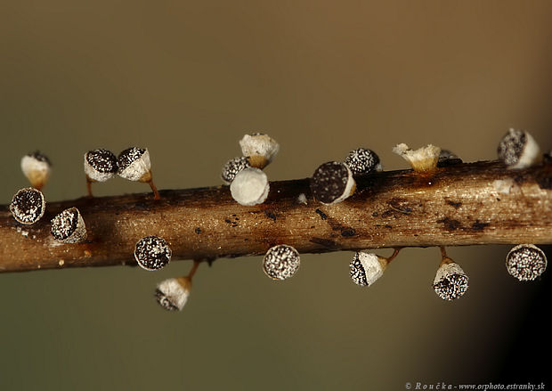 kráterovec bielohlavý Craterium leucocephalum var. leucocephalum (Pers.) Ditmar