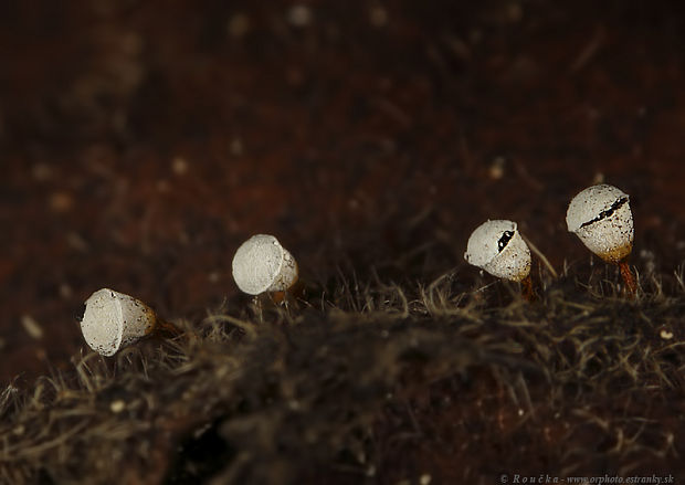 kráterovec bielohlavý Craterium leucocephalum var. leucocephalum (Pers.) Ditmar