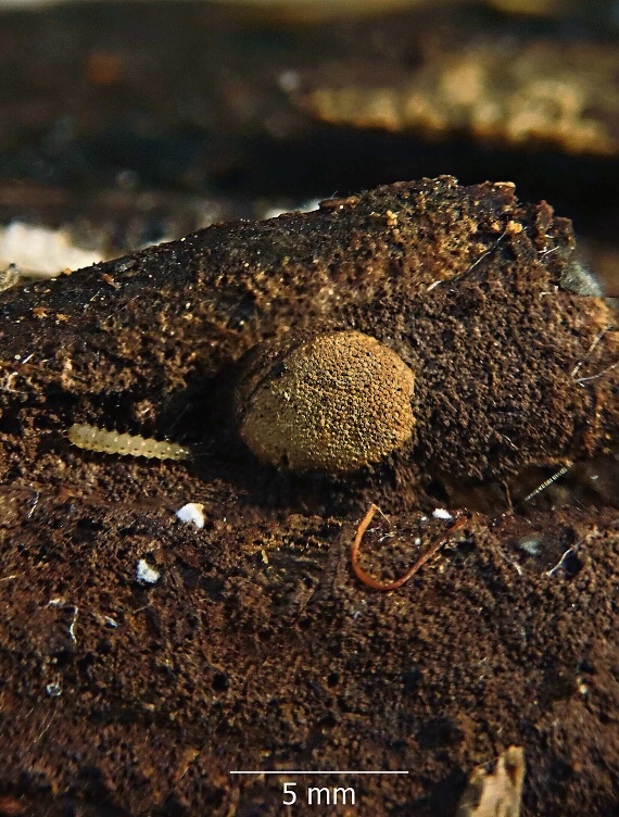 slizovka / rozvětvenka olovová Dictydiaethalium plumbeum (Schumach.) Rostaf. ex Lister