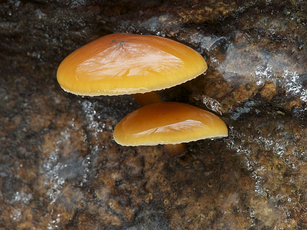 plamienka Flammulina sp.