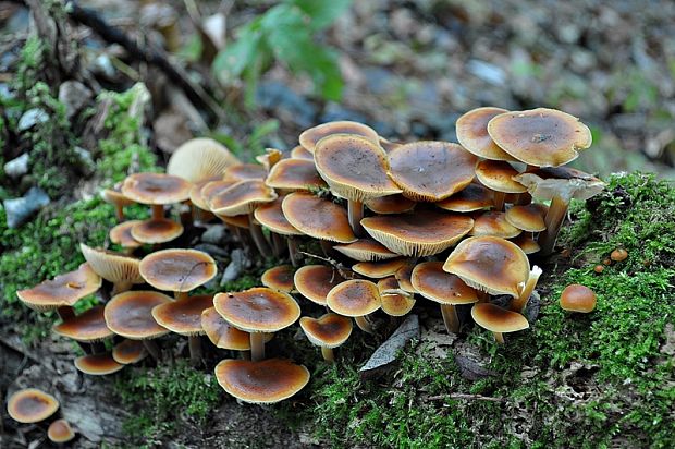 plamienka zimná Flammulina velutipes (Curtis) Singer