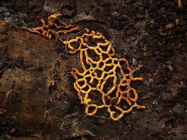 slizovka Hemitrichia serpula (Scop.) Rostaf.