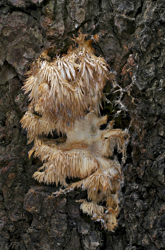 koralovec bukový Hericium coralloides (Scop.) Pers.