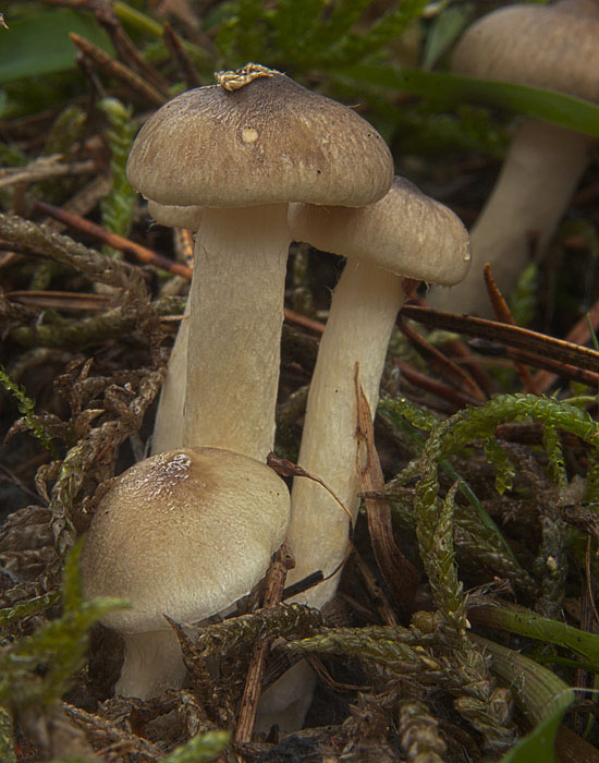 šťavnačka mrazová Hygrophorus hypothejus (Fr.) Fr.