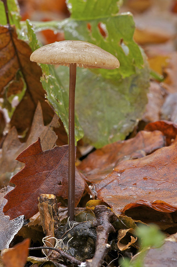 tanečnica cesnaková Mycetinis alliaceus (Jacq.) Earle ex A.W. Wilson & Desjardin