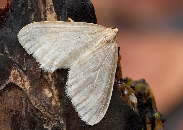 jesenica buková Operophtera fagata