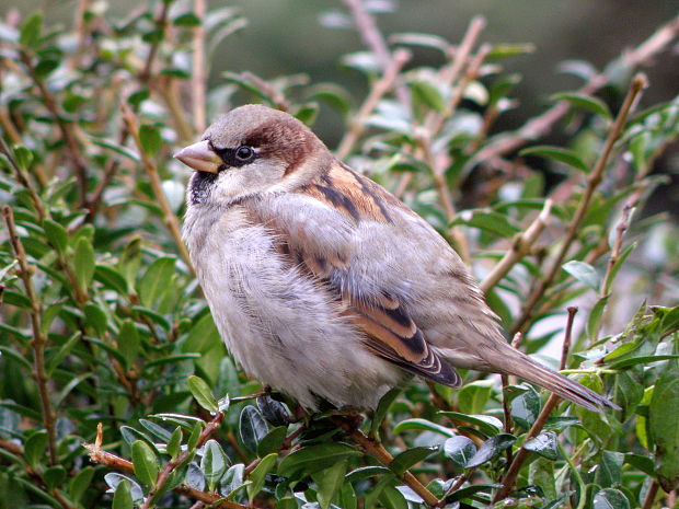 vrabec domový Passer domesticus