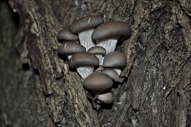 hliva ustricovitá Pleurotus ostreatus (Jacq.) P. Kumm.