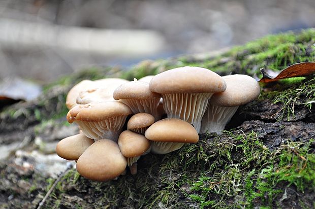 hliva ustricovitá Pleurotus ostreatus (Jacq.) P. Kumm.