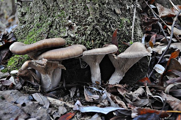 hliva ustricovitá Pleurotus ostreatus (Jacq.) P. Kumm.