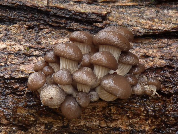 hliva ustricovitá Pleurotus ostreatus (Jacq.) P. Kumm.