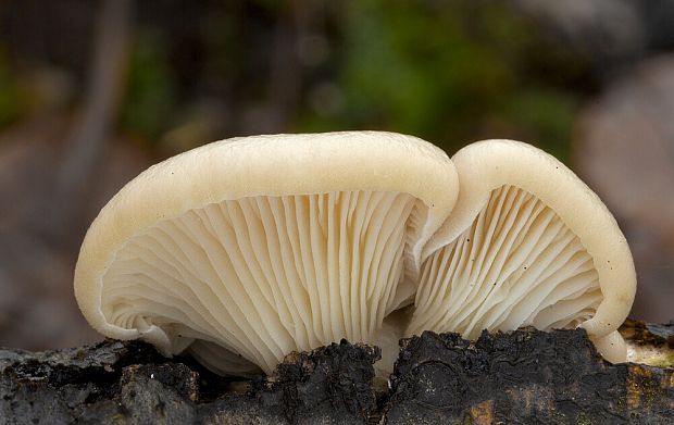 hliva buková Pleurotus pulmonarius (Fr.) Quél.