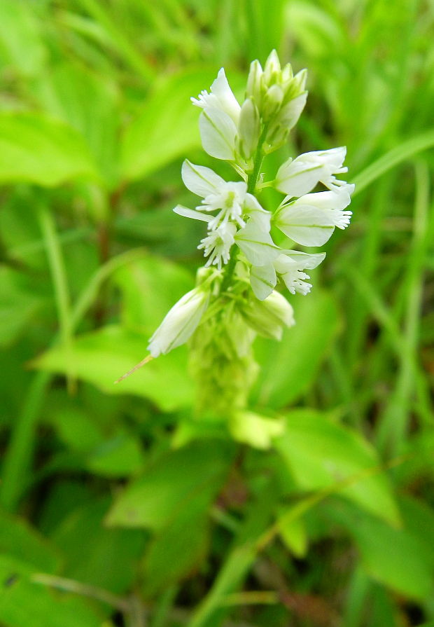 horčinka väčšia Polygala major Jacq.