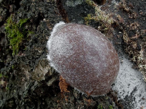 sieťnatka obyčajná Reticularia lycoperdon Bull.