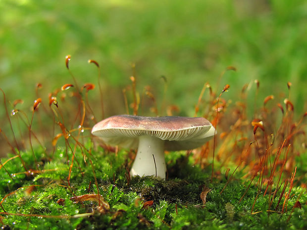 plávka Russula sp.