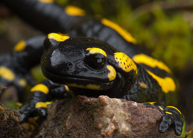 salamandra škvrnitá  Salamandra salamandra