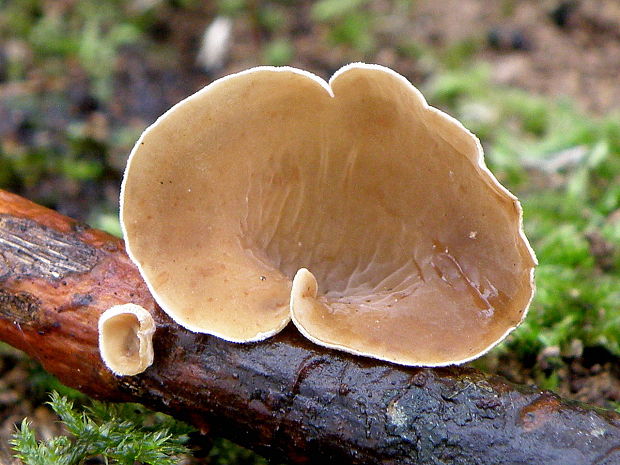 škľabka plstnatá Schizophyllum amplum (Lév.) Nakasone