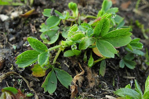 sibaldka rozprestretá Sibbaldia procumbens L.