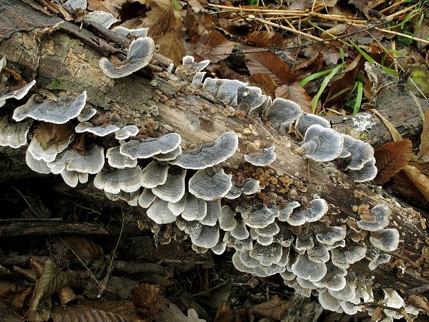 trúdnikovec pestrý Trametes versicolor (L.) Lloyd