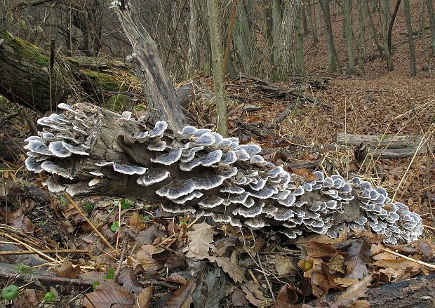 trúdnikovec pestrý Trametes versicolor (L.) Lloyd