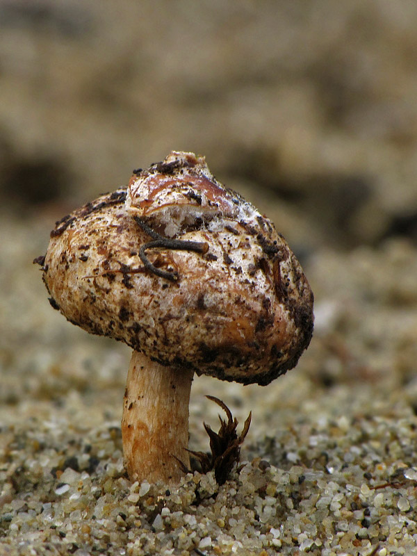 stopkovec zimný Tulostoma brumale Pers.