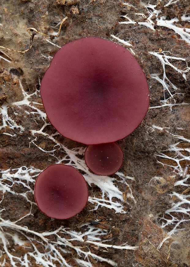 vrtidlovka Ascocoryne sp.