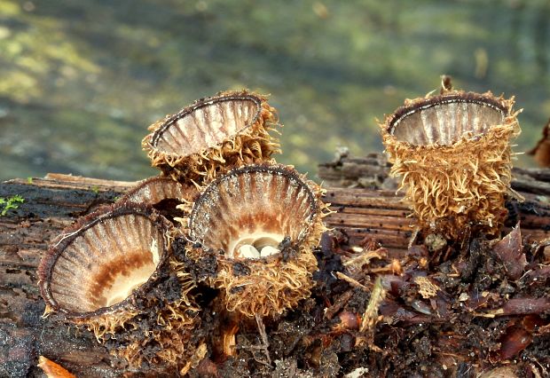 čiaškovec pásikavý Cyathus striatus (Huds.) Willd.