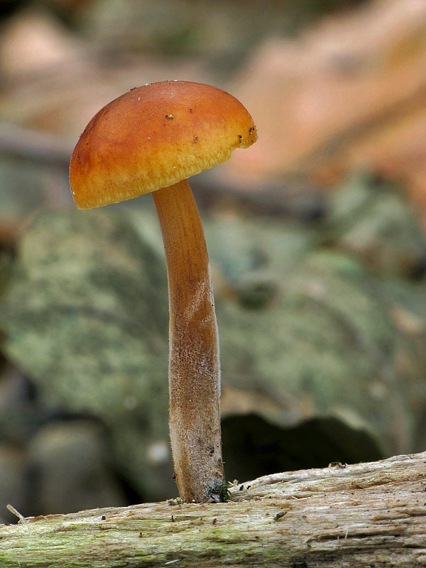 plamienka Flammulina sp.