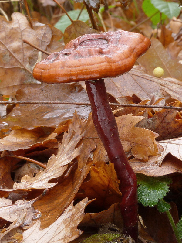 lesklokôrovka obyčajná Ganoderma lucidum (Curtis) P. Karst.