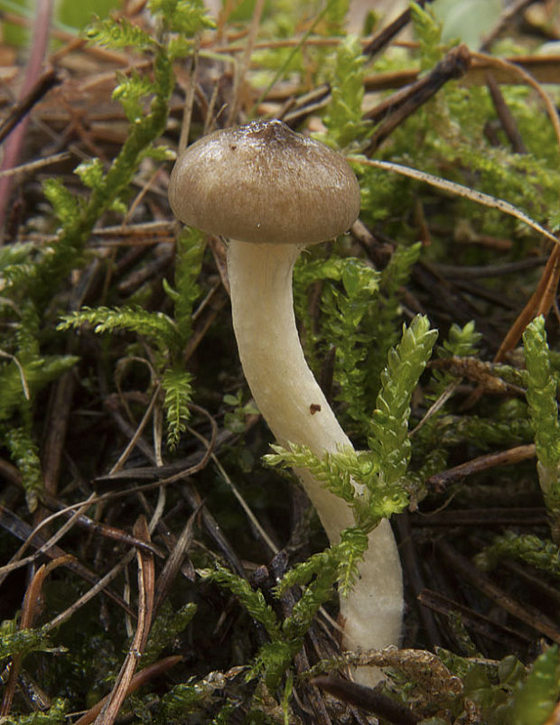 šťavnačka mrazová Hygrophorus hypothejus (Fr.) Fr.